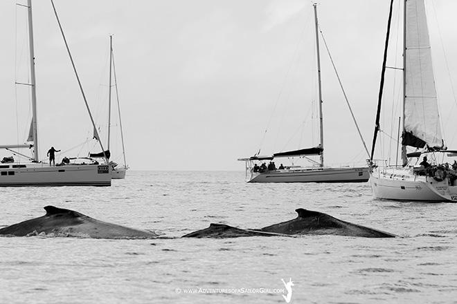 2016 Audi Hamilton Island Race Week - Day 3 - Audi Hamilton Island Whale Watching Week © Nic Douglass / www.AdventuresofaSailorGirl.com